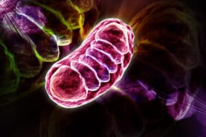 aminoacidi e medicina mitocondriale
